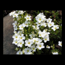 Sandwort Poster posters