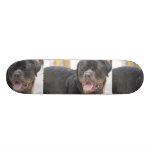 Sandy Rottweiller Skateboards