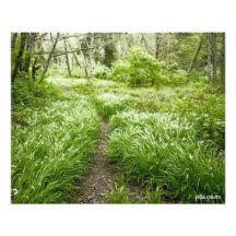 Santa Cruz Lush Trail Art Photo
