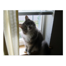 sassy cat post cards