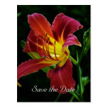 save the date, tiger lily flower post cards
