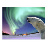 Save the Endangered Polar Bears for Christmas Postcard
