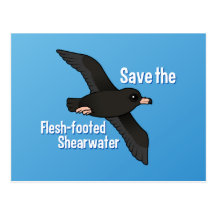 Save the Flesh-footed Shearwater Post Card