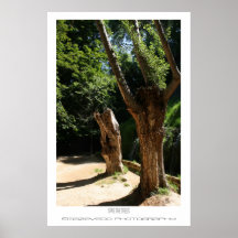 Save the trees Poster