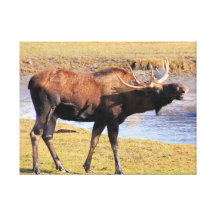Say Cheese!! Stretched Canvas Print