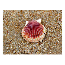 Scallop Shell - postcard