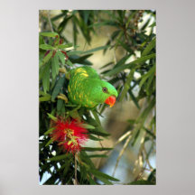 Scaly Breasted Lorikeet Posters