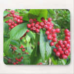 Scarlet Firethorn In Valley Gardens Park Mouse Pads