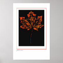 Scarlet leaf poster
