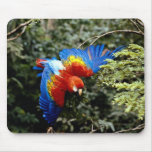 Scarlet macaw mousepad