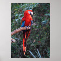 Scarlet Macaw Print