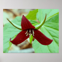 Scarlet Trillium Print