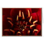 scarlett core greeting cards