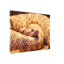 Scary Spotted Rattlesnake Gallery Wrap Canvas