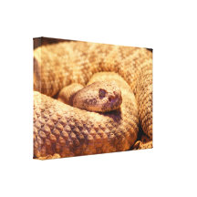 Scary Spotted Rattlesnake Stretched Canvas Prints