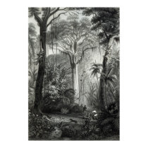 Scene in a Brazilian Forest engraved by posters