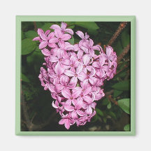 Scent of Lilacs Fridge Magnets