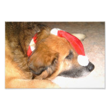 Schäferhund,Hund,Lustig,Weihnachten,Christmas Fotos