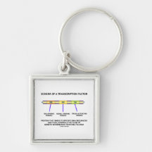Schema Of A Transcription Factor (Protein) Keychain