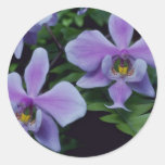 Schilleriana K. (Phalaenopsis) flowers Round Sticker
