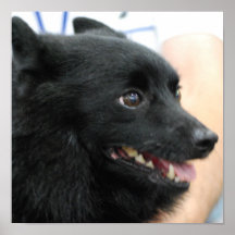 Schipperke Poster