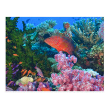 schooling Fairy Basslets  (Pseudanthias Post Cards
