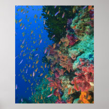 Schooling Fairy Basslets (Pseudanthias Print
