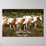 Scimitar Horned Oryx Poster Print