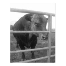 Scottish Bull Post Card