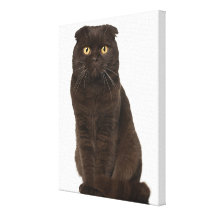 Scottish Fold (18 months old) sitting Stretched Canvas Print