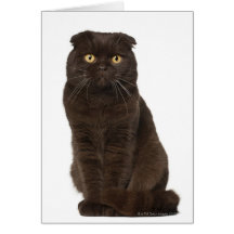 Scottish Fold (18 months old) sitting Card