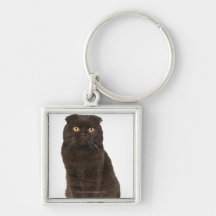 Scottish Fold (18 months old) sitting Keychains