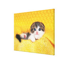 Scottish Fold; is a breed of cat with a natural Stretched Canvas Prints