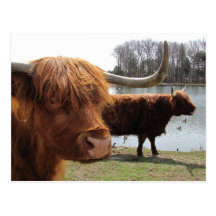 Scottish Highland Cattle ~ postcard