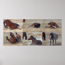 Scratching Mustang Montage Print