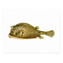 Scrawled Cowfish Post Card