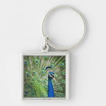 Screaming peacock key chain