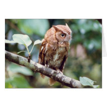 Screech Owl Card