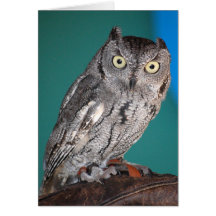Screech Owl Cards