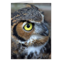 Screech Owl Cards