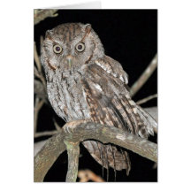 Screech Owl Greeting Card