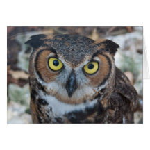 Screech Owl Greeting Cards
