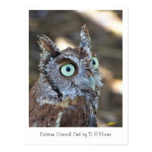 Screech Owl II Postcards