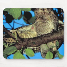 Screech owl mouse pads