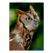 Screech Owl Notecard