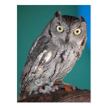 Screech Owl Post Cards