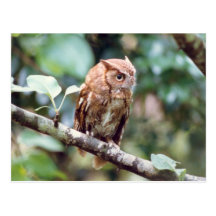 Screech Owl Postcard