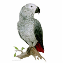 Sculpture - African Grey Parrot Photo Sculptures