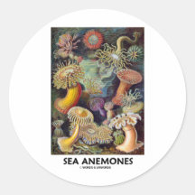 Sea Anemones Sticker