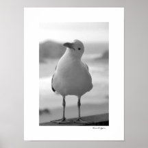Sea Gull Posters